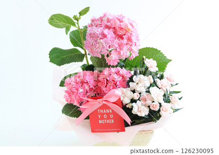 母親節盆栽:繡球花與石竹 母親節盆栽:繡球花與石竹 126230095
