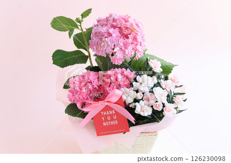 Mother's Day Potted Plants: Hydrangea and Dianthus 126230098