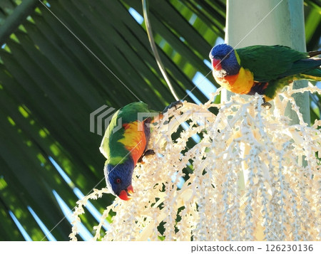 Rainbow Lorikeet Discovery Parks - Rockhampton,Koongal 126230136