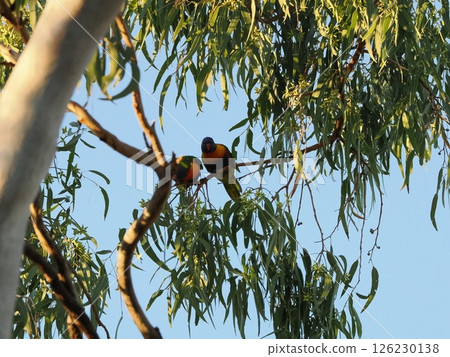 Rainbow Lorikeet Discovery Parks - Rockhampton,Koongal 126230138