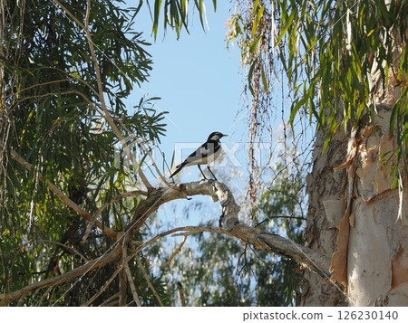 Magpie Flycatcher Discovery Parks - Rockhampton,Koongal 126230140