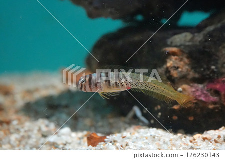  美肩鰓鳚 126230143