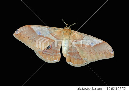 土星科 (Saturniidae) 的 Kussan 126230252