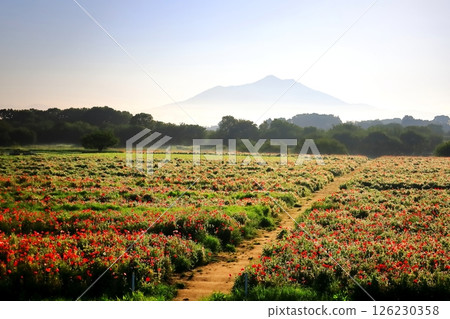 Poppy fields and Mount Tsukuba at Kokaigawa Fureai Park, Shimotsuma City, Ibaraki Prefecture Poppy fields and Mount Tsukuba at Kokaigawa Fureai Park, Shimotsuma City, Ibaraki Prefecture 126230358