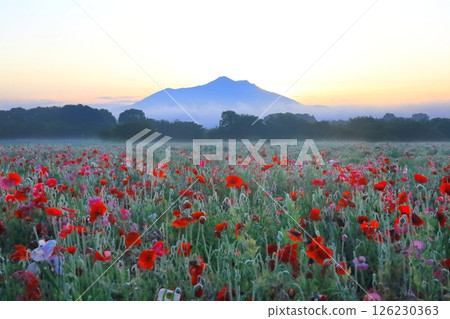 Poppy fields and Mount Tsukuba at Kokaigawa Fureai Park, Shimotsuma City, Ibaraki Prefecture Poppy fields and Mount Tsukuba at Kokaigawa Fureai Park, Shimotsuma City, Ibaraki Prefecture 126230363