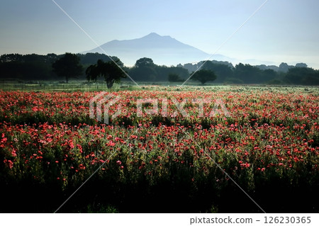 Poppy fields and Mount Tsukuba at Kokaigawa Fureai Park, Shimotsuma City, Ibaraki Prefecture Poppy fields and Mount Tsukuba at Kokaigawa Fureai Park, Shimotsuma City, Ibaraki Prefecture 126230365
