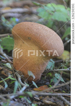 Bread-like mushroom vertical image 126230391