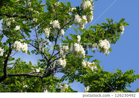 Robinia pseudoacacia flowers, April 2025 126230492
