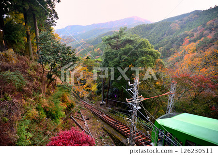 Kanto - Pilgrimage to Mt. Oyama in autumn leaves - A cable car gliding down the autumn leaves of the mountainside from Oyama Afurijinja Station - Isehara City, Kanagawa Prefecture (1) 126230511