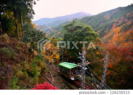 Kanto - Pilgrimage to Mt. Oyama in autumn leaves - A cable car gliding down the autumn leaves of the mountainside from Oyama Afurijinja Station - Isehara City, Kanagawa Prefecture (3) Kanto - Pilgrimage to Mt. Oyama in autumn leaves - A cable car gliding down the autumn leaves of the mountainside from Oyama Afurijinja Station - Isehara City, Kanagawa Prefecture (3) 126230513