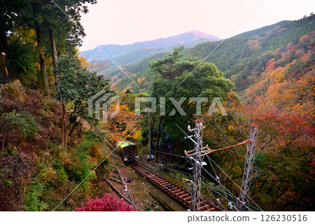 Kanto - Pilgrimage to Mt. Oyama in autumn leaves - A cable car gliding down the autumn leaves of the mountainside from Oyama Afurijinja Station - Isehara City, Kanagawa Prefecture (6) 126230516