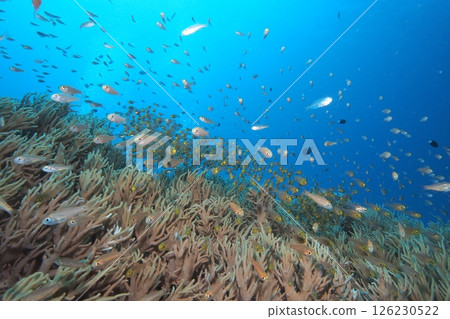 Underwater photo of a flock of golden-spotted fish on a coral reef Underwater photo of a flock of golden-spotted fish on a coral reef 126230522