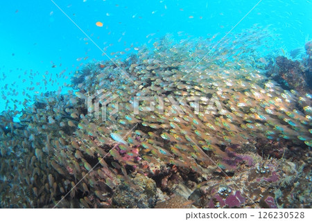 A flock of golden-spotted fish on the coral reefs of Zamami Island A flock of golden-spotted fish on the coral reefs of Zamami Island 126230528