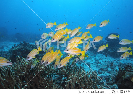 Blue sea and school of striped snappers - Underwater photo 126230529