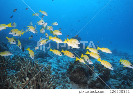 藍色的大海和條紋鯛魚群 - 水下照片 藍色的大海和條紋鯛魚群 - 水下照片 126230531