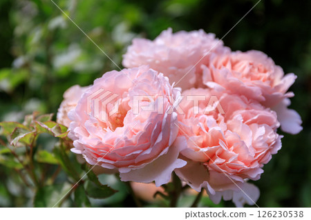 北海道岩見澤市岩見澤公園盛開的玫瑰 [七月] 126230538
