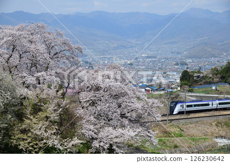 Cherry blossoms in full bloom and the Chuo Line E353 series express train running through Katsunuma Basin 126230642