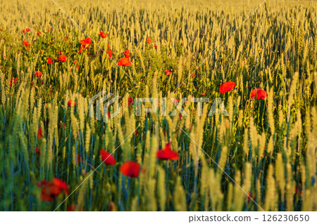 Golden wheat field with bright red poppies at sunset 126230650