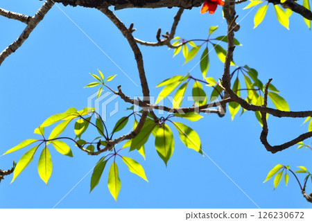 Young leaves of the Japanese quince shining in the clear sky of Urizun Young leaves of the Japanese quince shining in the clear sky of Urizun 126230672