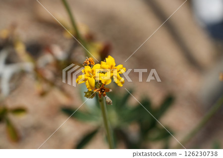 Pachypodium Queen of Sheba's Comb Pachypodium Queen of Sheba's Comb 126230738