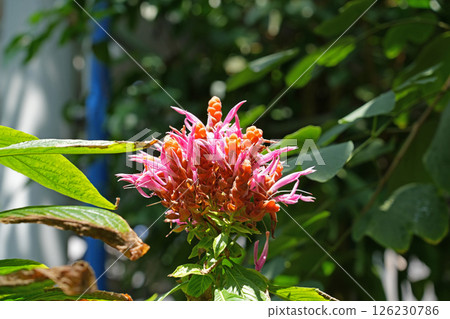 Aphelandra sinccleriana flower Aphelandra sinccleriana flower 126230786