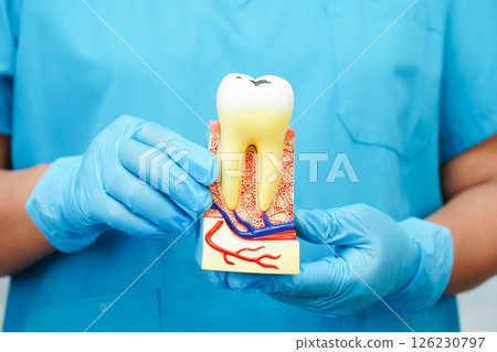 Dental teeth model on white background for learn about dentistry. 126230797