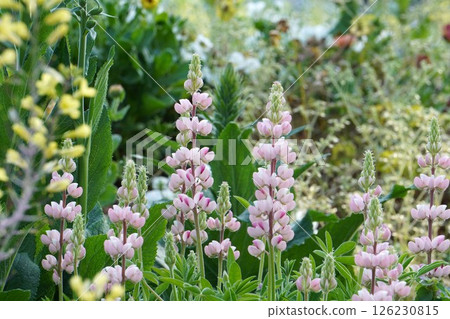 羽扇豆花，2025年4月 126230815