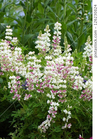 羽扇豆花，2025年4月 126230824