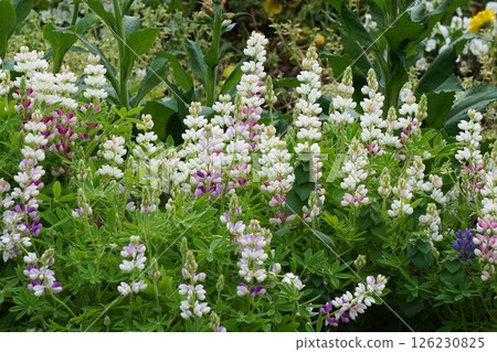 羽扇豆花，2025年4月 126230825