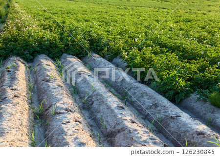 Cultivated potato field with green plants and sandy soil rows Cultivated potato field with green plants and sandy soil rows 126230845