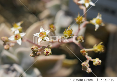 Graptopetalum flower of the hazy moon 126230849