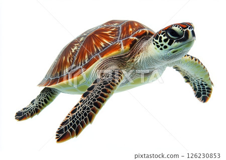 sea turtle isolated on white background 126230853