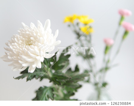 佛教花卉(菊花、雛菊、康乃馨) 佛教花卉(菊花、雛菊、康乃馨) 126230884