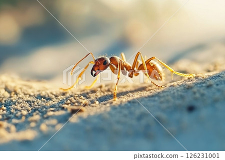 close up of a red ant on the floor 126231001