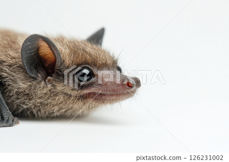 cute gray rat on white background 126231002