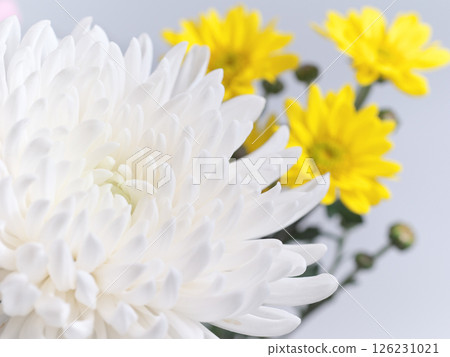 佛教花卉（菊花、雛菊） 126231021