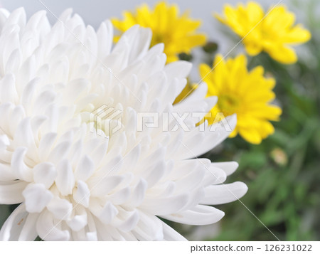 Buddhist flowers (chrysanthemum, daisy) 126231022