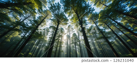 Low Angle View Looking Up Through a Pine Forest Canopy 126231040