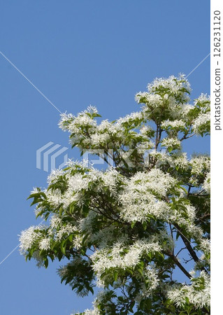 White flowers of the Japanese quince, April 2025 126231120