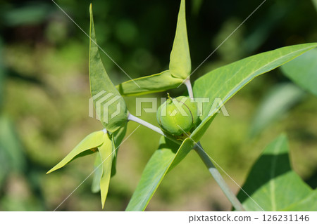 Holtsaw fruit Holtsaw fruit 126231146