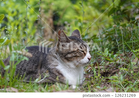 一隻打瞌睡的棕白相間的貓 126231269