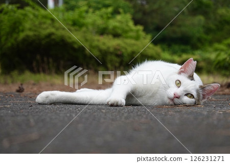 看著相機的白雉貓 126231271