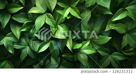 Tropical green leaves background Tropical green leaves background 126231311