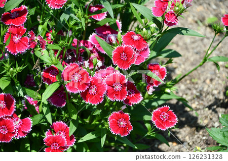 坎皮恩 坎皮恩 126231328