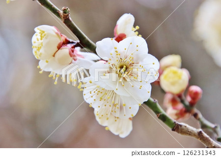 梅花（福岡太宰府） 126231343