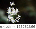 White flowers of wild ginger blooming in the summer bush in August 126231366