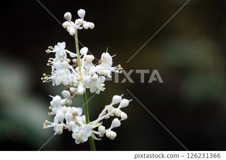White flowers of wild ginger blooming in the summer bush in August White flowers of wild ginger blooming in the summer bush in August 126231366
