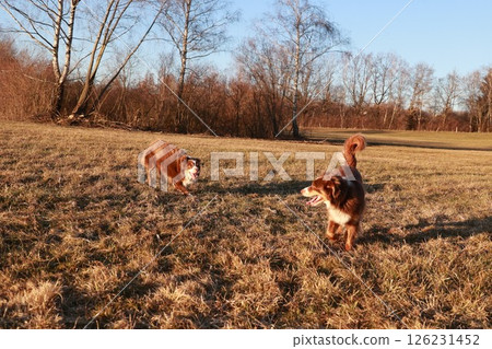 Two dogs are playing in a field 126231452