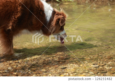 Brown and white dog is drinking water from a stream Brown and white dog is drinking water from a stream 126231482