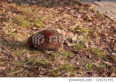 Hedgehog is laying on the ground in a grassy area 126231495